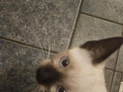 Siamese Kittens - Siamese - Gallery Photo #1