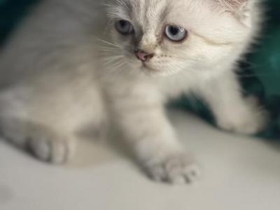 Annabelle - Scottish Fold - Gallery Photo #1