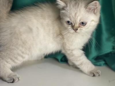 Penelope - Scottish Straight - Gallery Photo #1