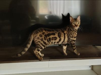 Tica High Quality Bengal Girl - Bengal - Gallery Photo #1