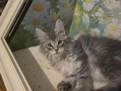 Poly Mainecoon Kittens - Maine Coon - Gallery Photo #1
