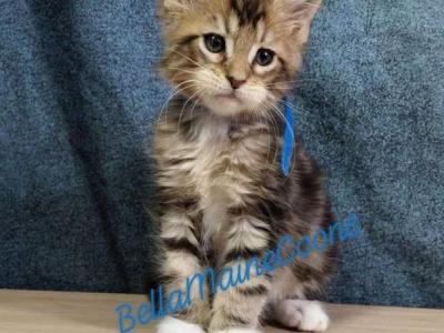 K2 Litter Blue Boy - Maine Coon - Gallery Photo #1