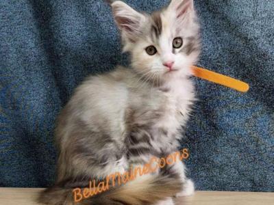 K2 Litter Orange Girl - Maine Coon - Gallery Photo #1