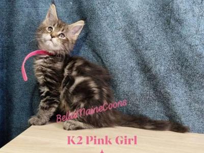 K2 Litter Pink Girl - Maine Coon - Gallery Photo #1