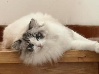 Dodo - Ragdoll - Gallery Photo #1