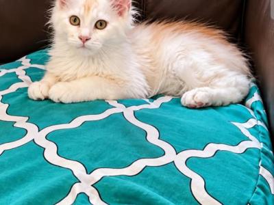 Sunny - Maine Coon - Gallery Photo #1