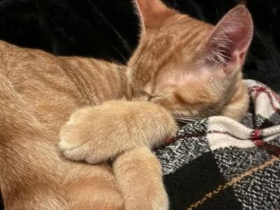 Garfield - American Shorthair - Gallery Photo #1