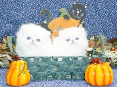 Rare Show Quality Blue Eyed White Persians - Persian - Gallery Photo #1