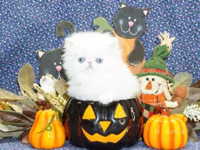 Rare Show Quality Blue Eyed White Persians - Persian - Gallery Photo #1