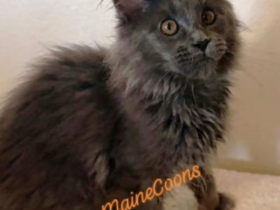 Charli Girl Lokis Legends - Maine Coon - Gallery Photo #1