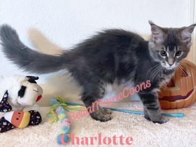 Charlotte - Maine Coon - Gallery Photo #1