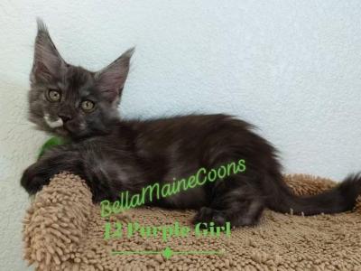 J2 Litter Green Girl - Maine Coon - Gallery Photo #1