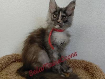 J2 Litter Red Girl - Maine Coon - Gallery Photo #1