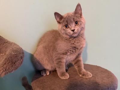 LILLY - Scottish Straight - Gallery Photo #1