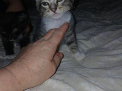 Stormy - Domestic - Gallery Photo #1