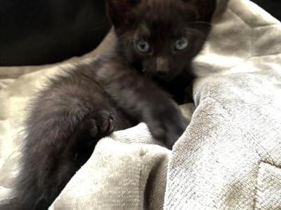 Kitten - Domestic - Gallery Photo #1