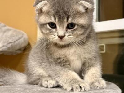 Muffin - Scottish Fold - Gallery Photo #1