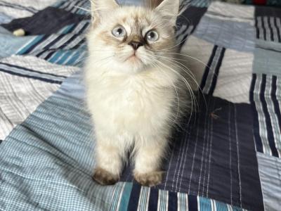 Tai - Siberian - Gallery Photo #1