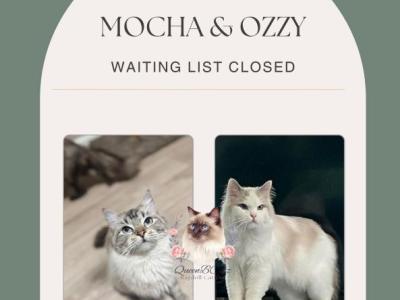 Mocha & Ozzy Litter - Ragdoll - Gallery Photo #1