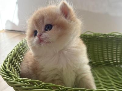 British Golden Chinchilla Dasha - British Shorthair - Gallery Photo #1