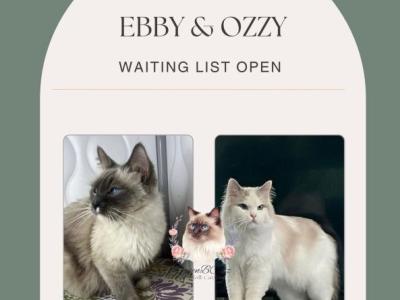 Ebby & Ozzy Upcoming Breeding - Ragdoll - Gallery Photo #1