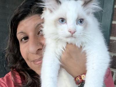 Purebred Bicolor Torte Seal Point Ragdoll Kitten - Ragdoll - Gallery Photo #1