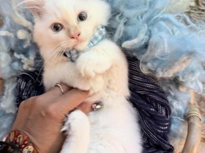 Purebred Male Flame Point Kitten - Ragdoll - Gallery Photo #1