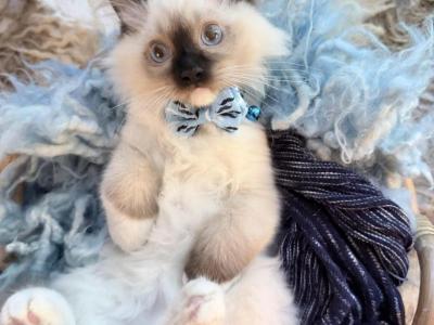 Purebred Mitted Seal Point Ragdoll Kitten - Ragdoll - Gallery Photo #1