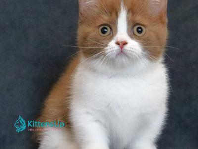 Fantasy - Munchkin - Gallery Photo #1