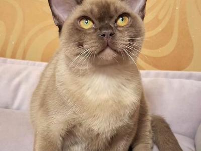 Hilton - Burmese - Gallery Photo #1