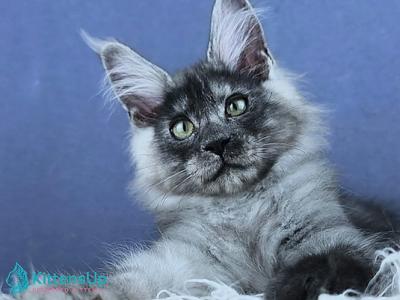 Namiko - Maine Coon - Gallery Photo #1