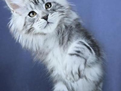 Marshmallow - Maine Coon - Gallery Photo #1
