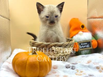 Mantis - Siamese - Gallery Photo #1