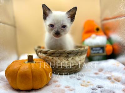 Cricket - Siamese - Gallery Photo #1