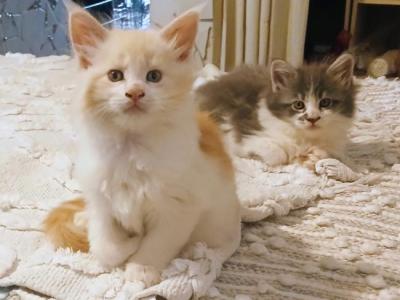 Poly Red Man - Maine Coon - Gallery Photo #1