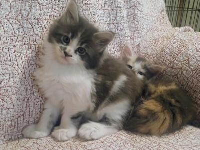 Poly Princess - Maine Coon - Gallery Photo #1