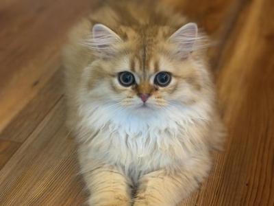 TEUTA - British Shorthair - Gallery Photo #1