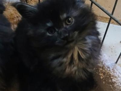 Classis Doll - Maine Coon - Gallery Photo #1