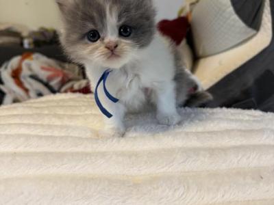 Margo - Persian - Gallery Photo #1