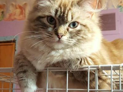 Gina - Ragdoll - Gallery Photo #1