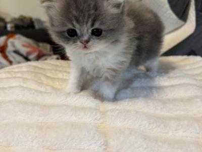 Edith - Persian - Gallery Photo #1