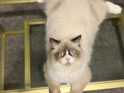 CASPiAN - Ragdoll - Gallery Photo #1