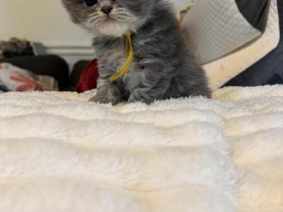 RESERVED   Agnes - Persian - Gallery Photo #1