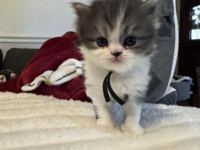 Gru - Persian - Gallery Photo #1