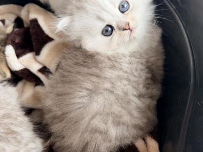 Purebred Chinchilla Persian Females - Persian - Gallery Photo #1