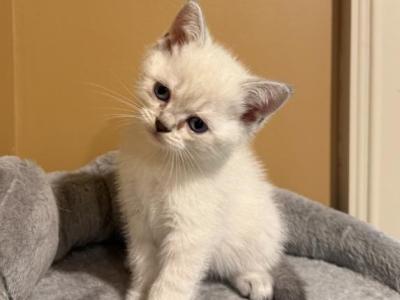Marshmallow - Scottish Straight - Gallery Photo #1