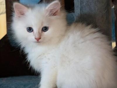 Czar - Siberian - Gallery Photo #1