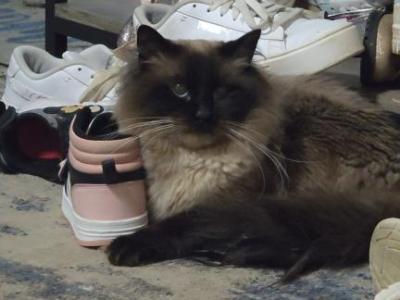 Panda - Ragdoll - Gallery Photo #1
