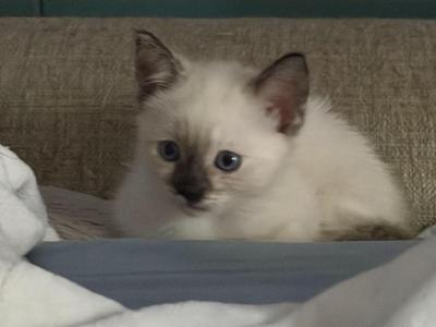 Ella - Ragdoll - Gallery Photo #1