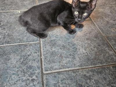 Melanistic Bengal Male Kitten - Bengal - Gallery Photo #1